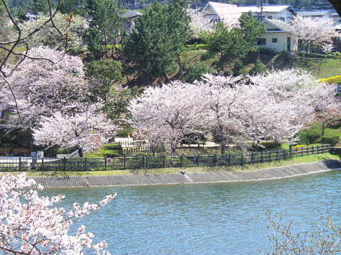 家から撮影の桜