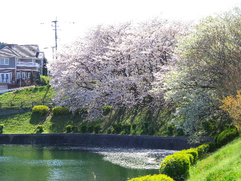 対岸に近い桜アーチ外側